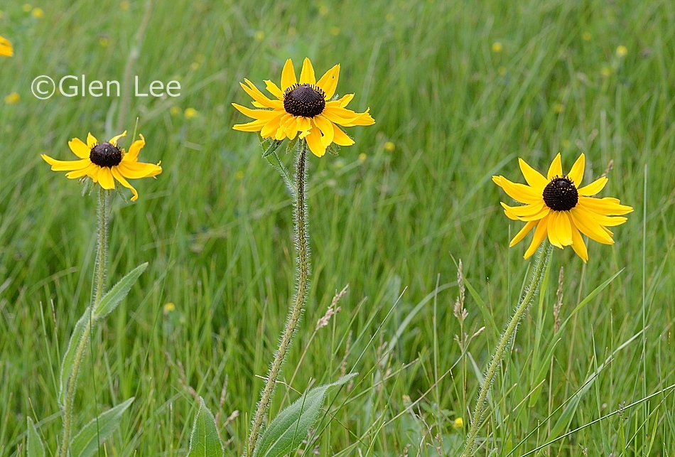 Rudbeckia Hirta Photos Saskatchewan Wildflowers   Rudbeckia Hirta4 